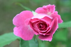 薔薇-2