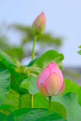 散歩の途中で。