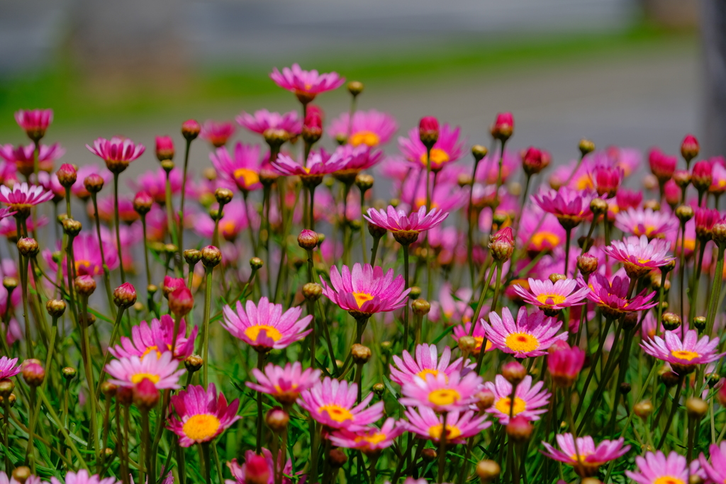 散歩の途中で。Ⅴ