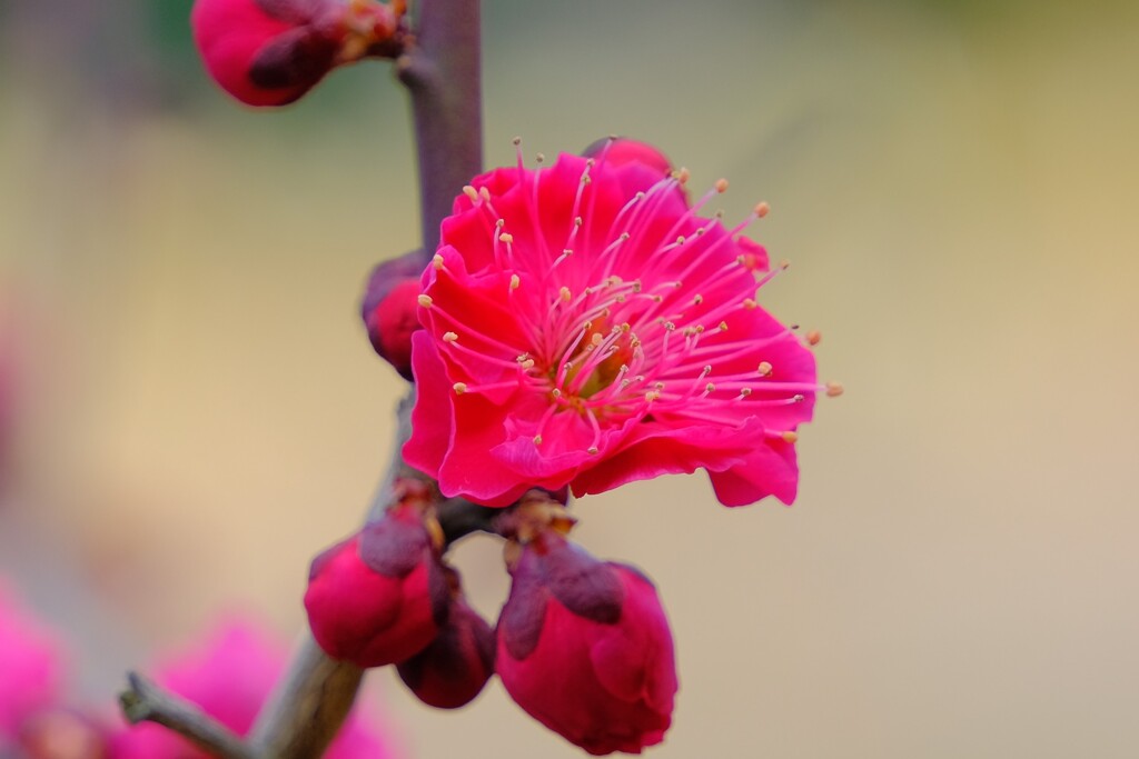 散歩の途中で。６