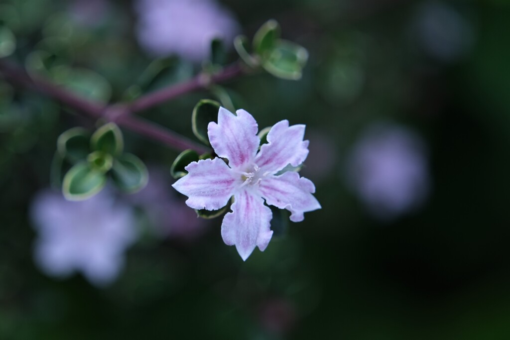 散歩の途中で。4