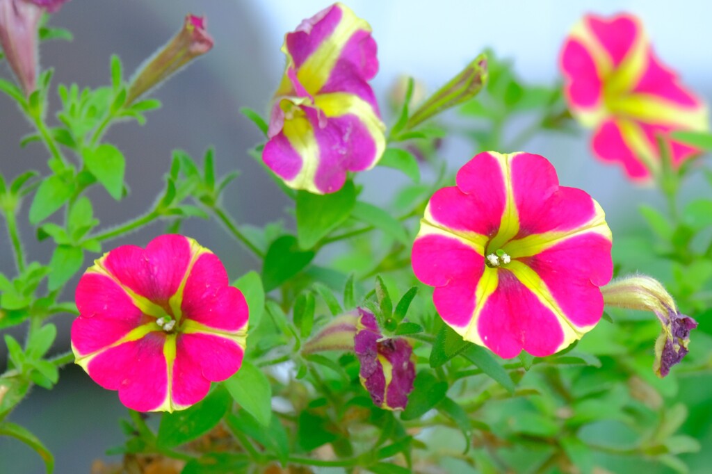 散歩の途中で。（２）