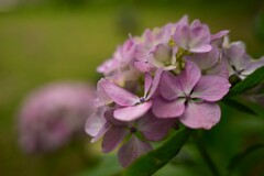 紫陽花（３）