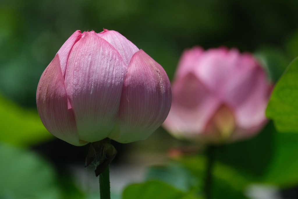 散歩の途中で。