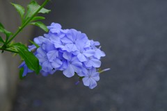 DSCF7198