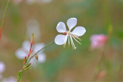 散歩の途中で、3