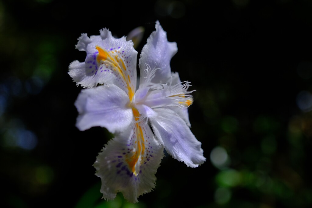 散歩の途中で。②