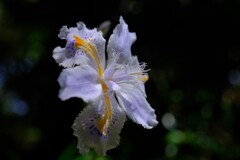 散歩の途中で。②