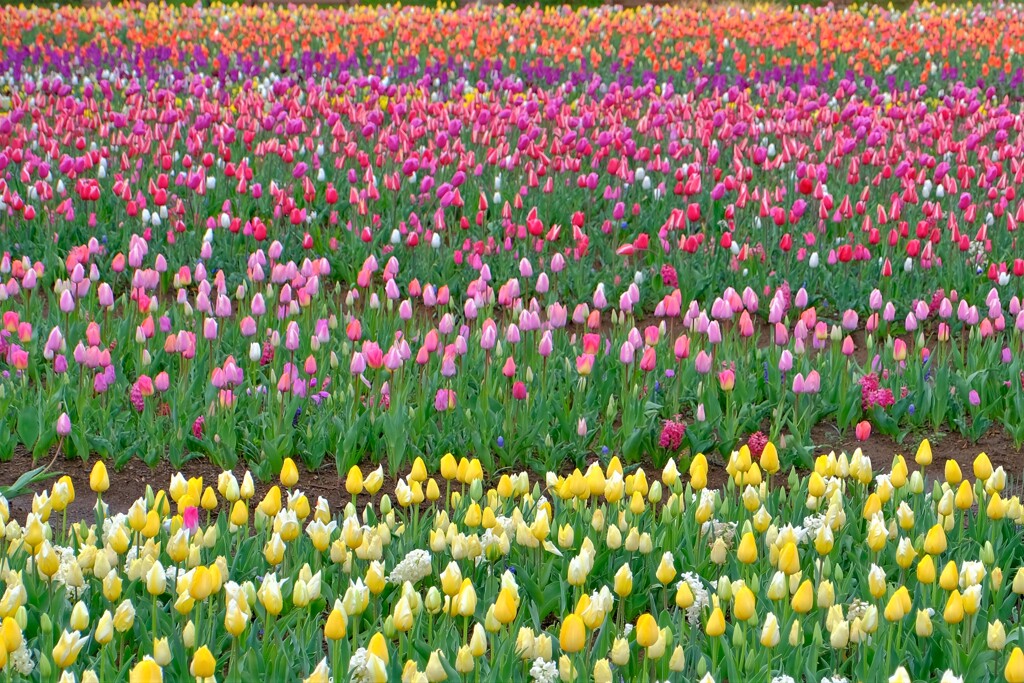 散歩の途中で。④