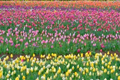 散歩の途中で。④