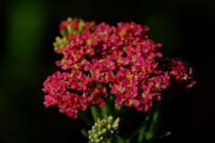 DSCF8099