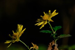 散歩の途中で。⑥