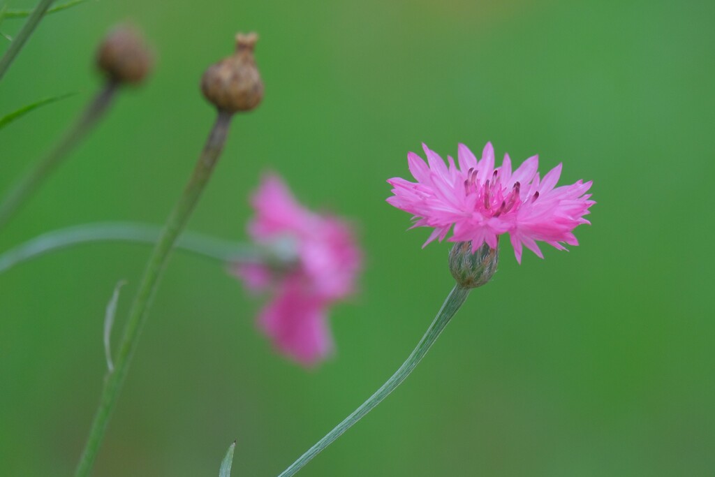 散歩の途中で。