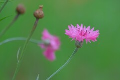 散歩の途中で。