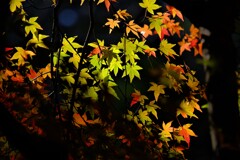 散歩の途中で、⑤