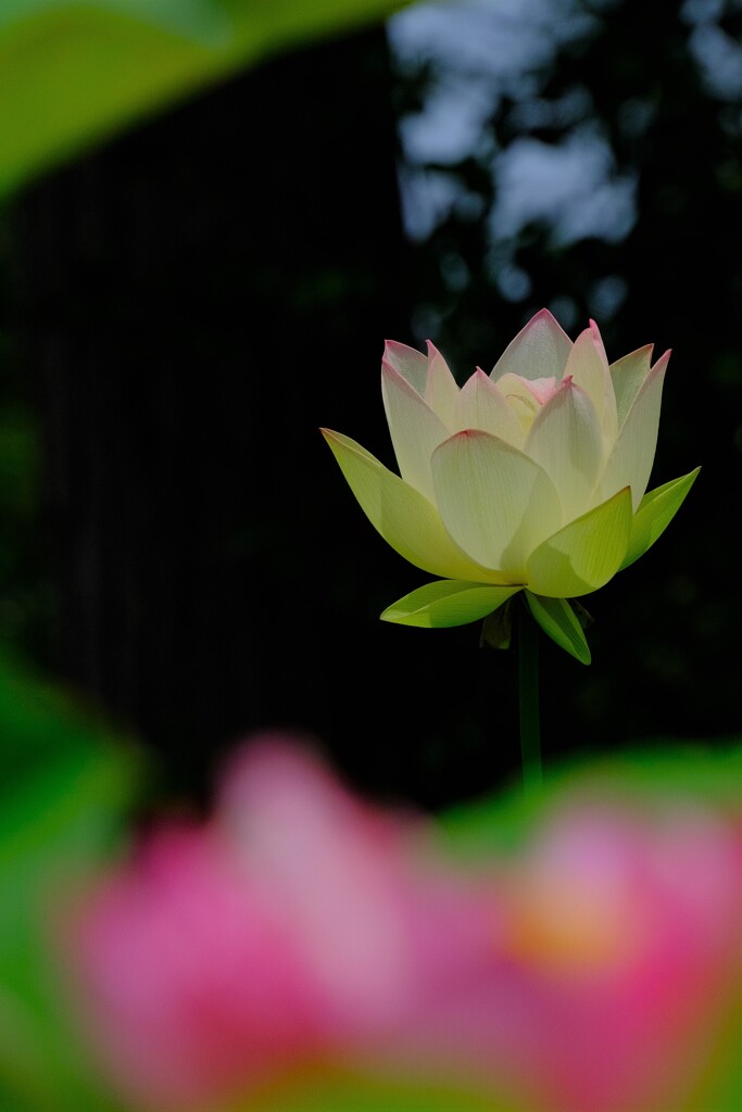 散歩の途中で。⑦