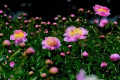 シャクヤク（2）