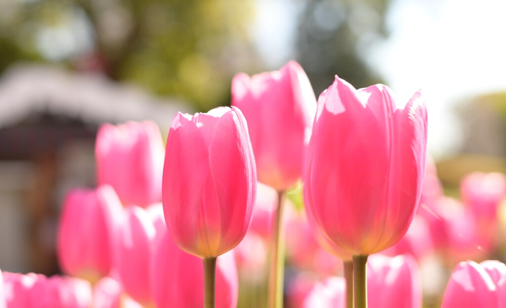 チューリップ-2