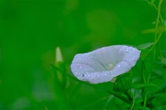 散歩の途中で。Ⅲ