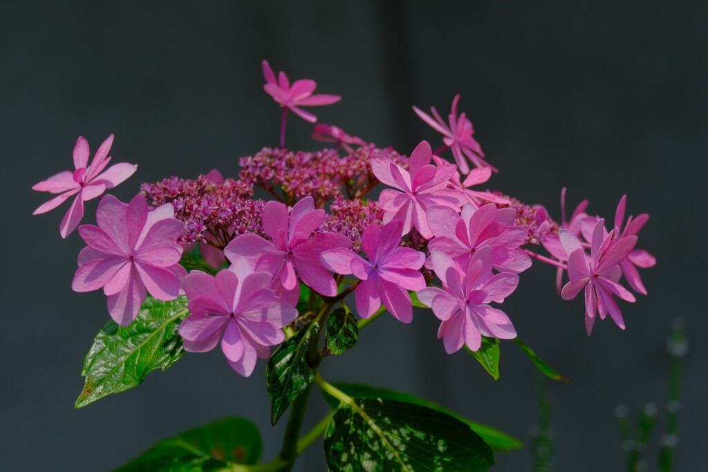 あじさい（３）