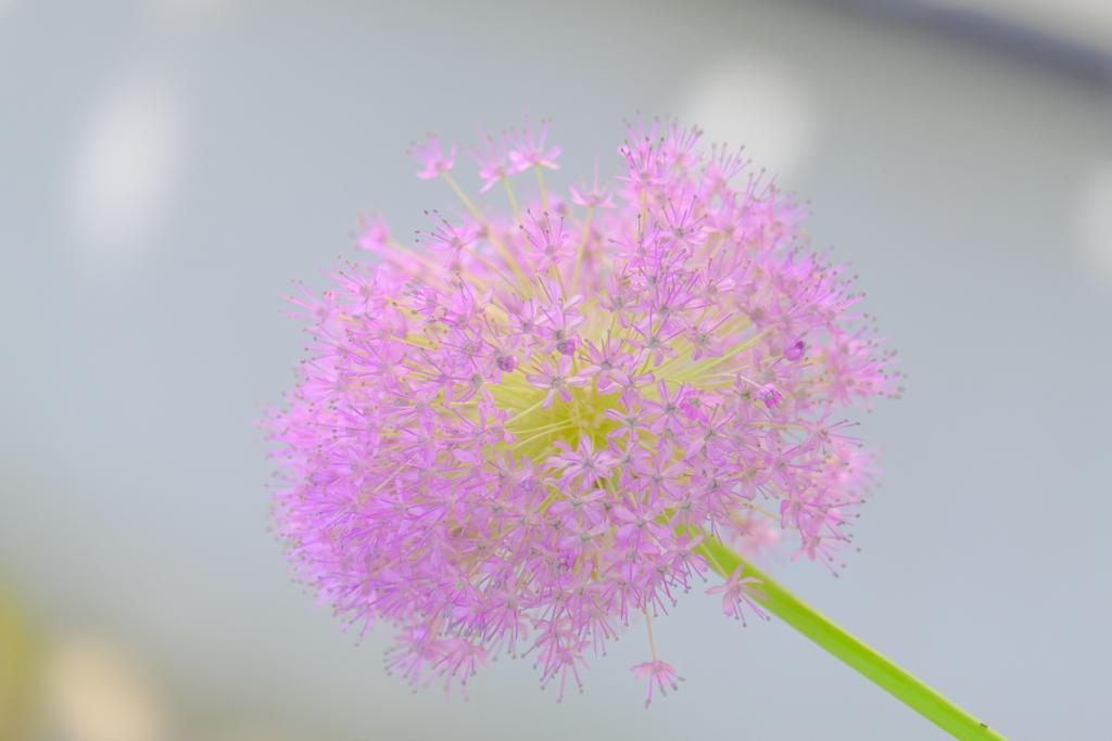 (8)散歩の途中で。7