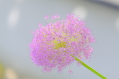 (8)散歩の途中で。7