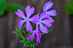 散歩の途中で。⑨