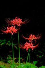 散歩の途中で。②