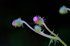 散歩の途中で。Ⅳ