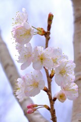 散歩の途中で。④