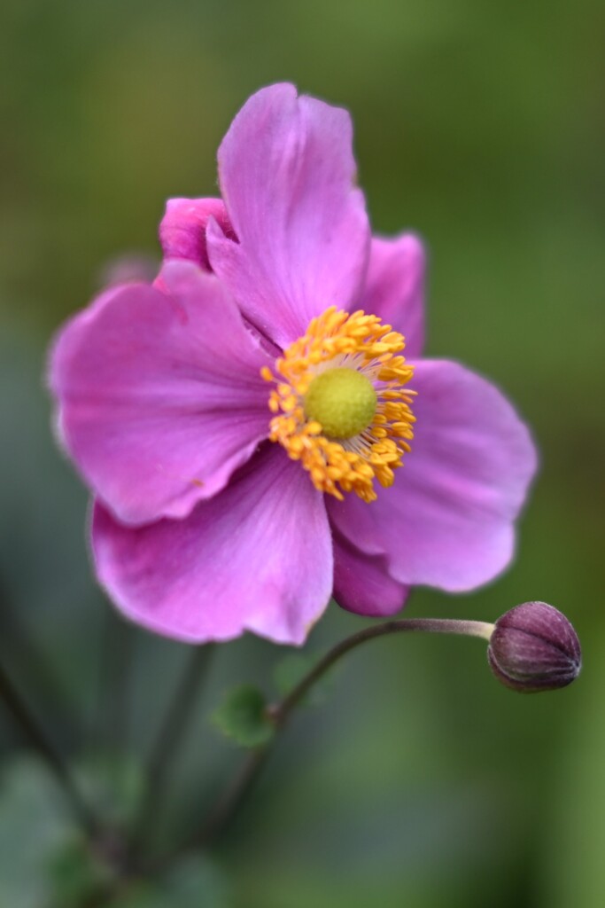 シュウメイギク