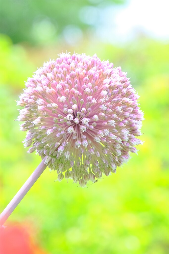 散歩の途中で。7