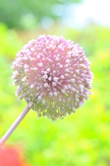 散歩の途中で。7