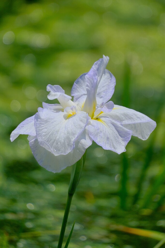 散歩の途中で。7