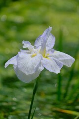 散歩の途中で。7