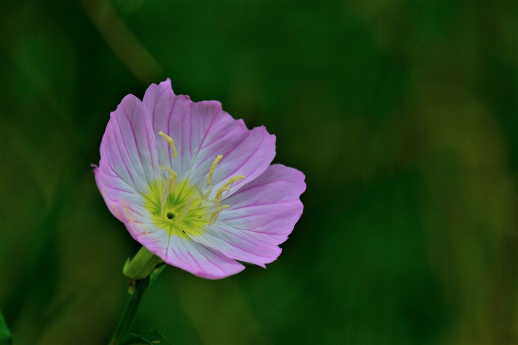 散歩の途中で。Ⅳ