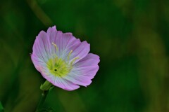 散歩の途中で。Ⅳ