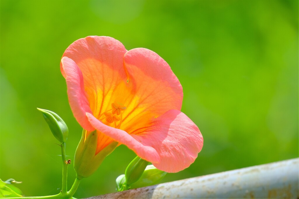 ノウゼンカズラ