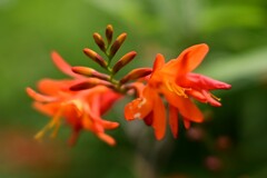 ヒメヒオウギズイセン