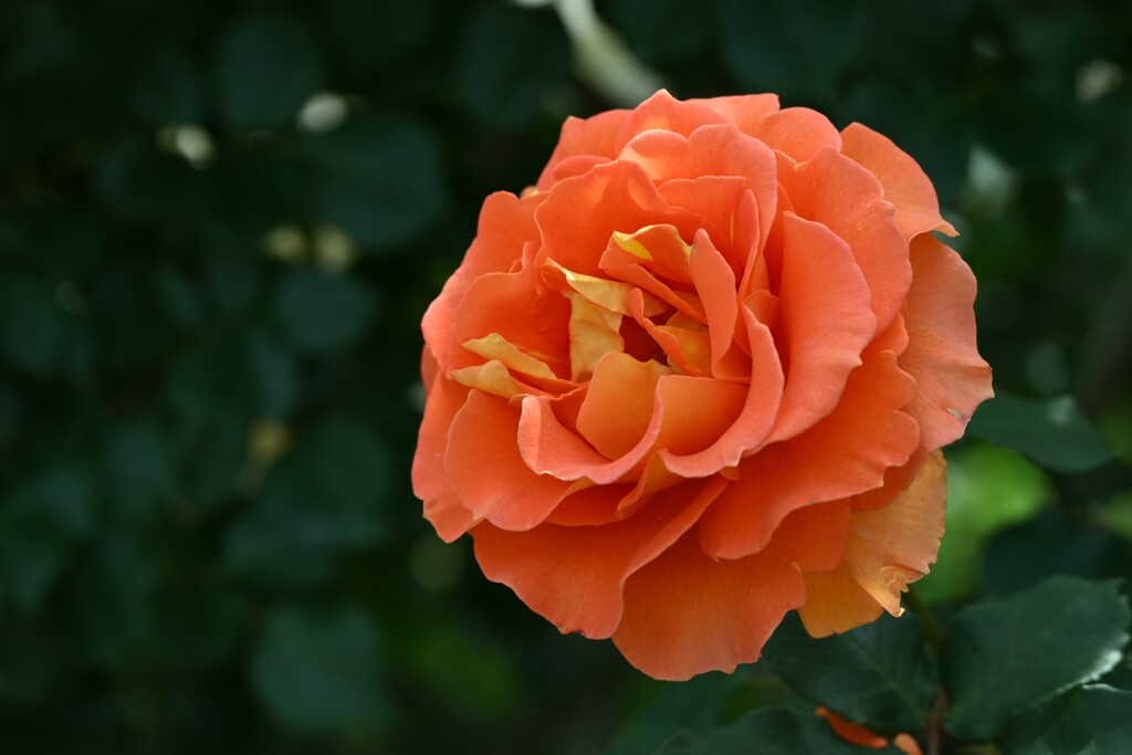 薔薇-４