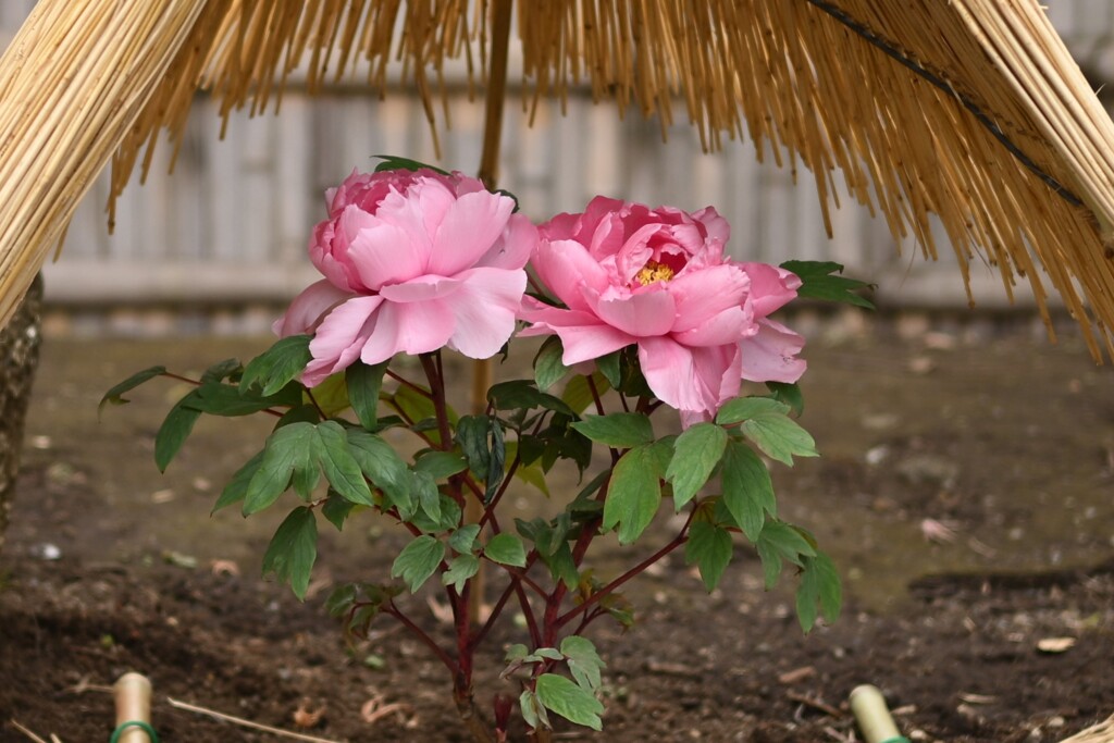 冬ボタン　鶴岡八幡宮