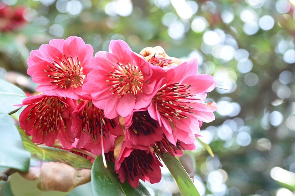 シャクナゲモドキ