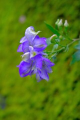 散歩の途中で。Ⅰ