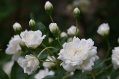 白い花