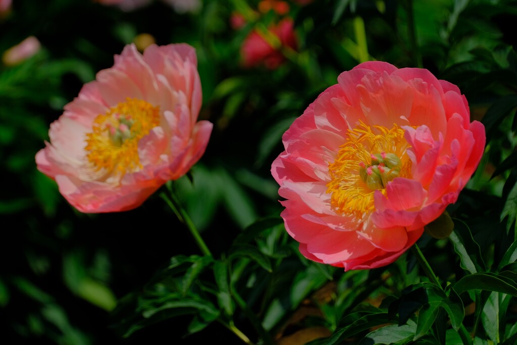 散歩の途中で。8