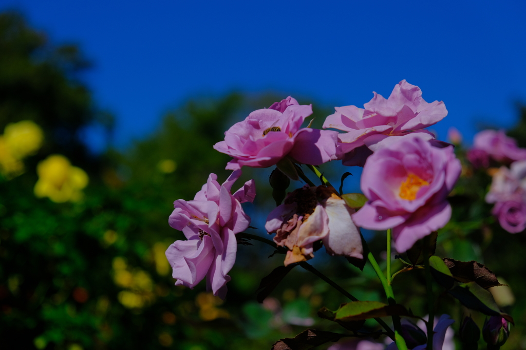 散歩の途中で。①