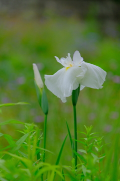 散歩の途中で。