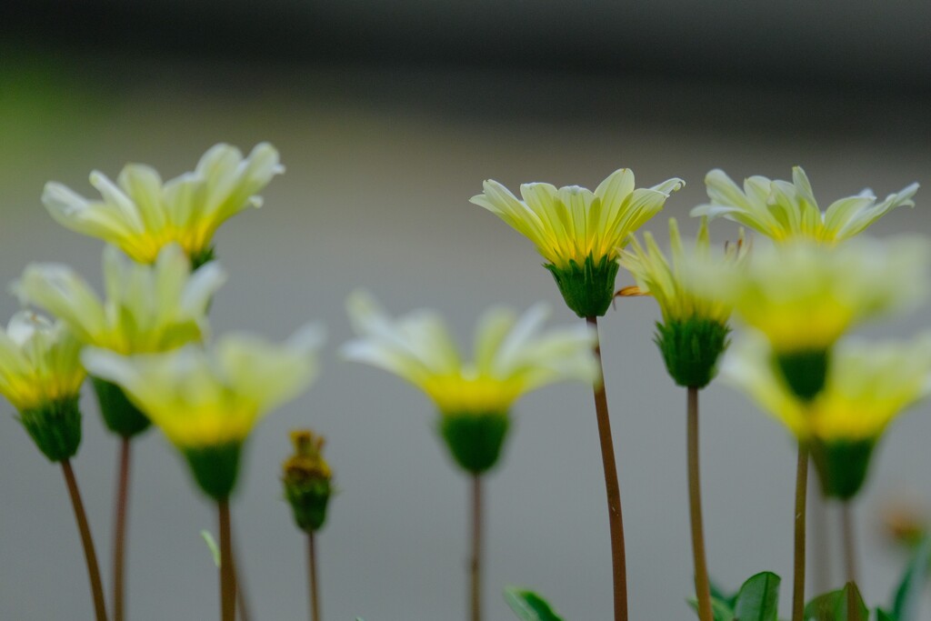 散歩の途中で。