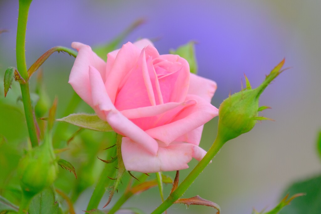 散歩の途中で。