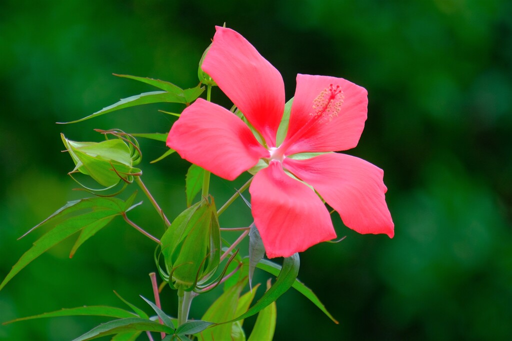 散歩の途中で。⑤